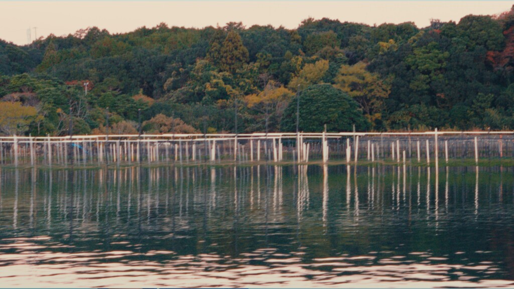 的矢湾　アオサの養殖場
