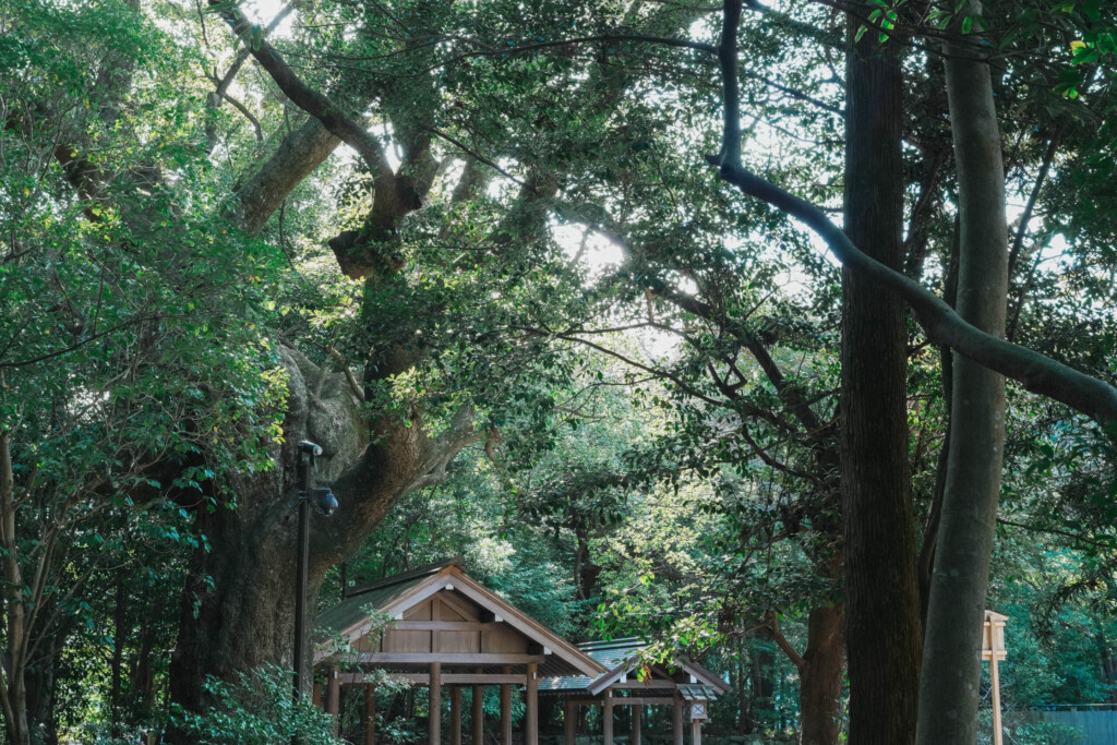 月夜見宮の木々